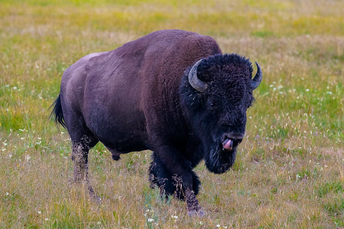 The Bison In Yellowstone National Park, Wyoming. Usa. The Yello