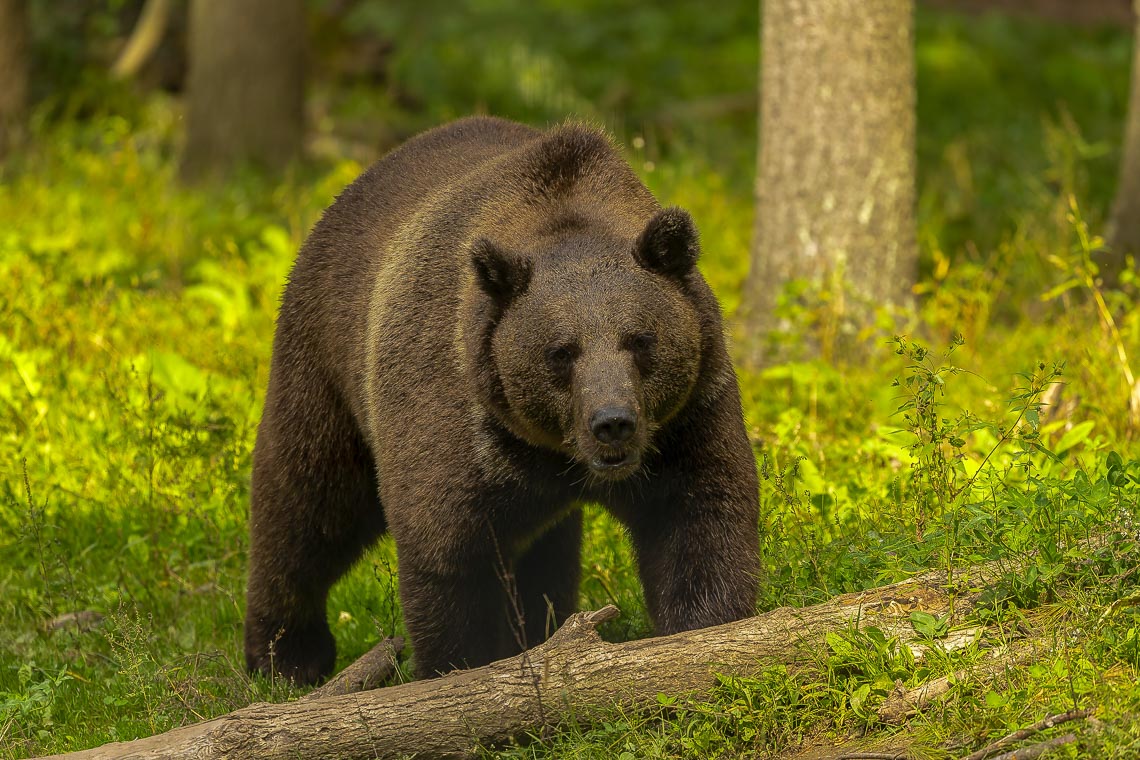 The Grizzly Bear (ursus Arctos) Is North American Brown Bear. G