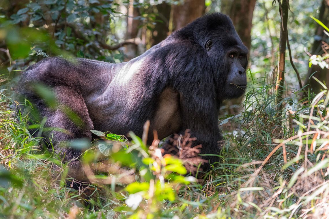 Uganda Gorilla Nikon School Viaggio Fotografico Workshop Viaggi Fotografici 00005