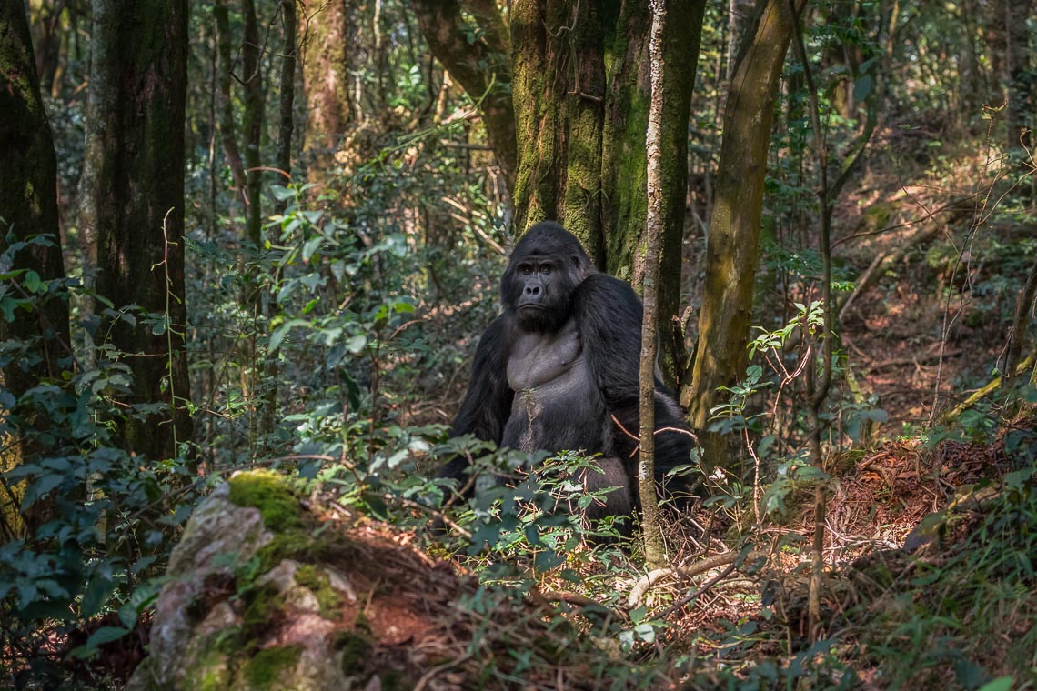 Uganda Gorilla Nikon School Viaggio Fotografico Workshop Viaggi Fotografici 00028