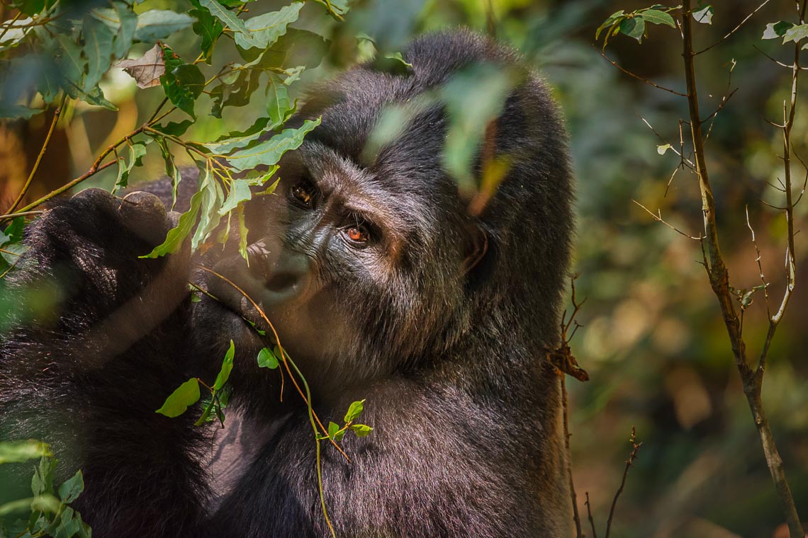 Uganda Gorilla Nikon School Viaggio Fotografico Workshop Viaggi Fotografici 00029