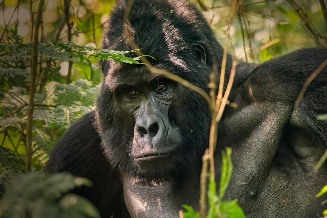 Uganda Gorilla Nikon School Viaggio Fotografico Workshop Viaggi Fotografici 00033