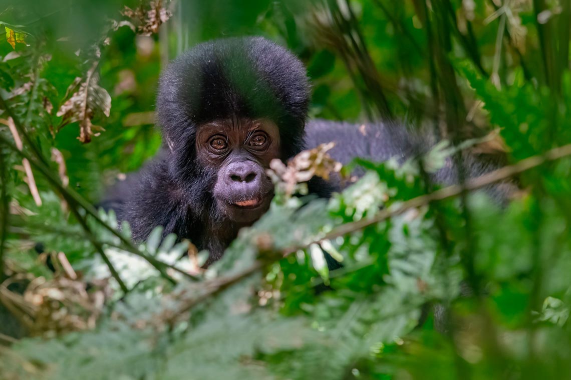 Uganda Gorilla Nikon School Viaggio Fotografico Workshop Viaggi Fotografici 00035