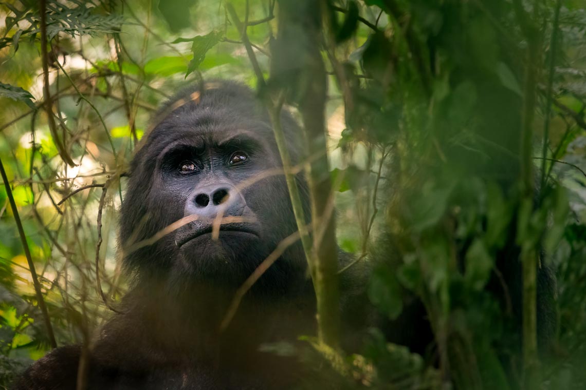 Uganda Gorilla Nikon School Viaggio Fotografico Workshop Viaggi Fotografici 00036