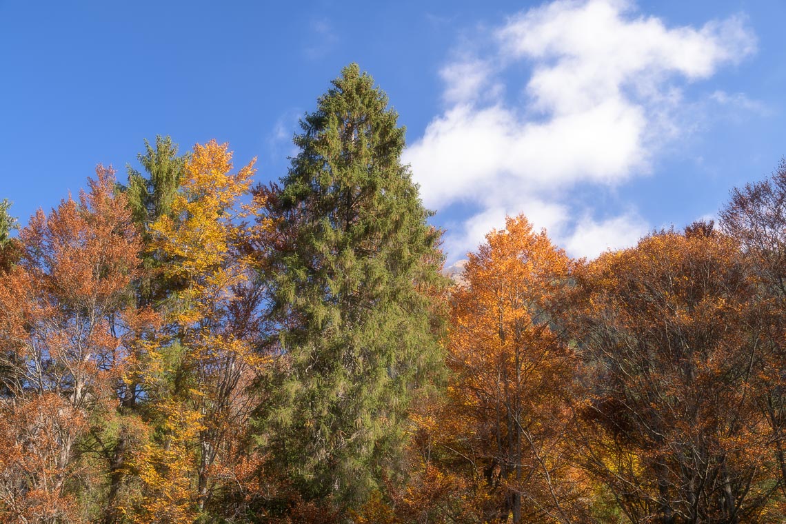 Dolomiti Foliage Autunno Nikon School Workshop Paesaggio Notturna Via Lattea Startrail 00031