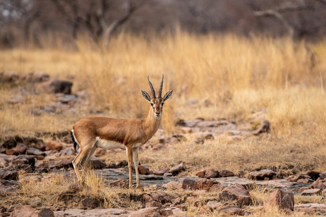 Viaggio Fotografico India Tigri Rathambore Nikon School Travel Workshop Wildlife Viaggi Fotografici 00006