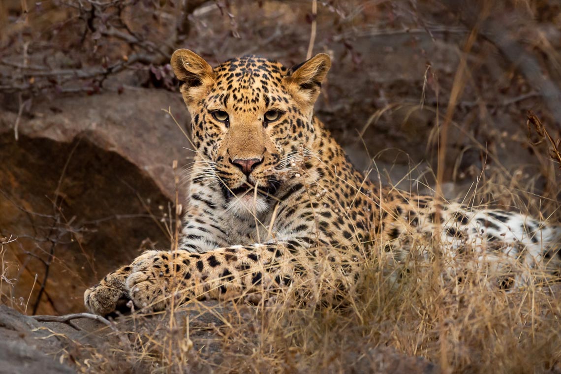 Viaggio Fotografico India Tigri Rathambore Nikon School Travel Workshop Wildlife Viaggi Fotografici 00010