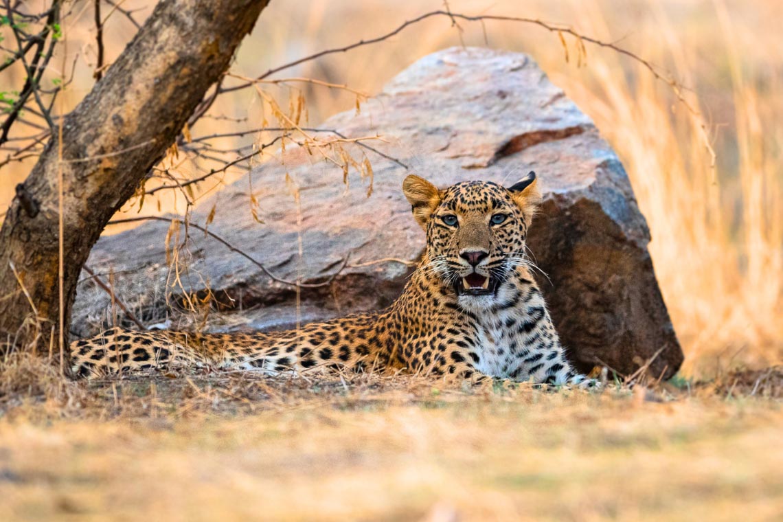 Viaggio Fotografico India Tigri Rathambore Nikon School Travel Workshop Wildlife Viaggi Fotografici 00011