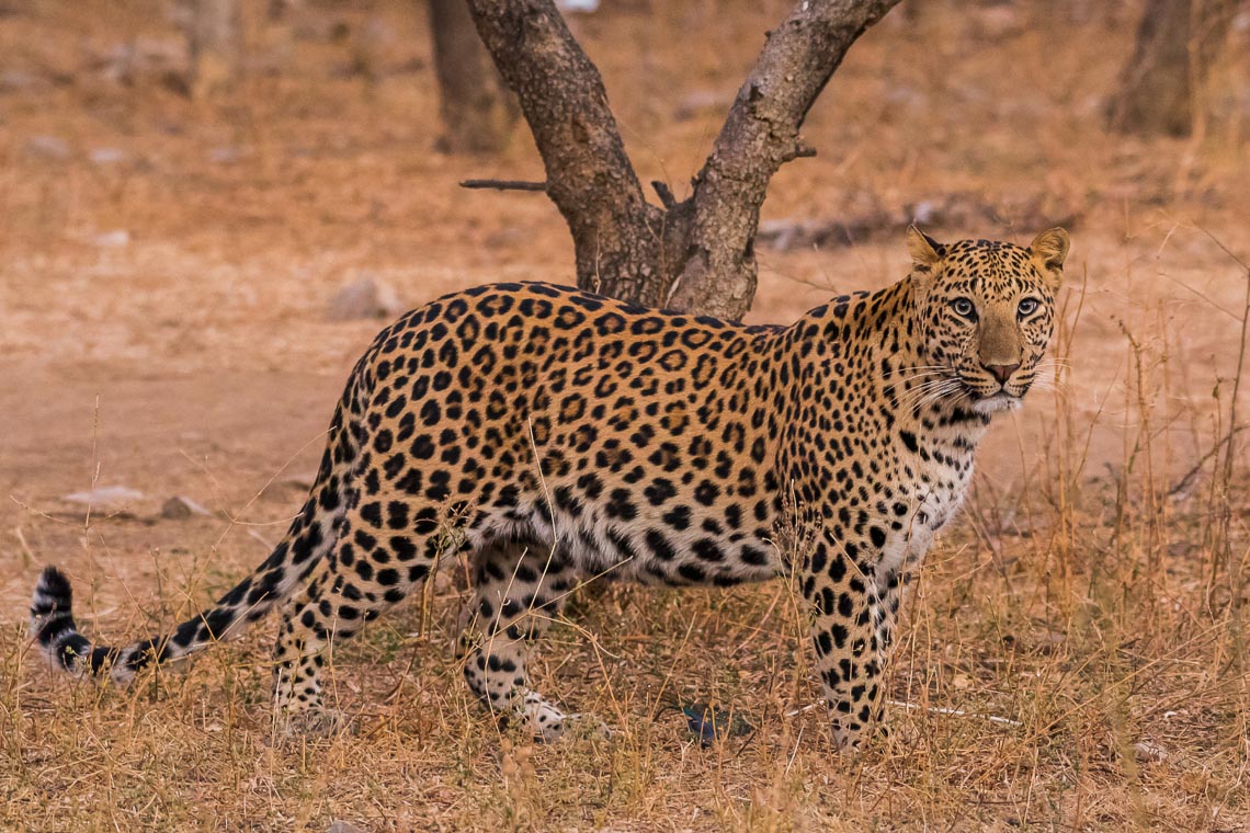 Viaggio Fotografico India Tigri Rathambore Nikon School Travel Workshop Wildlife Viaggi Fotografici 00012