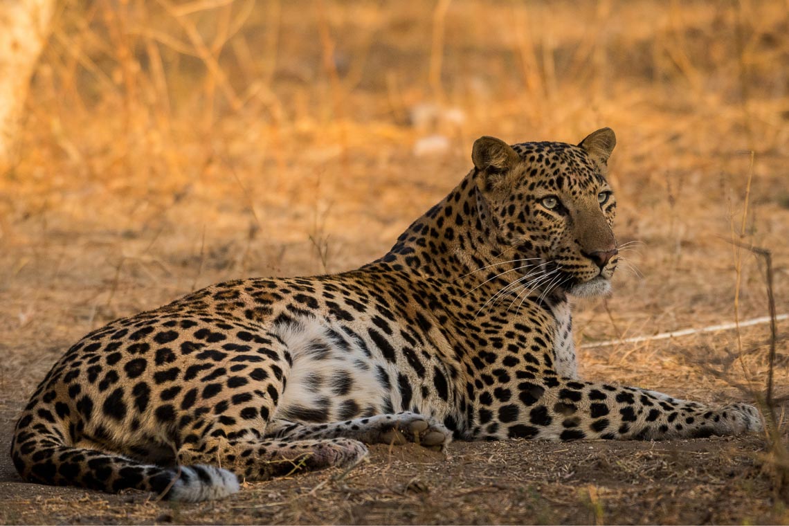 Viaggio Fotografico India Tigri Rathambore Nikon School Travel Workshop Wildlife Viaggi Fotografici 00013