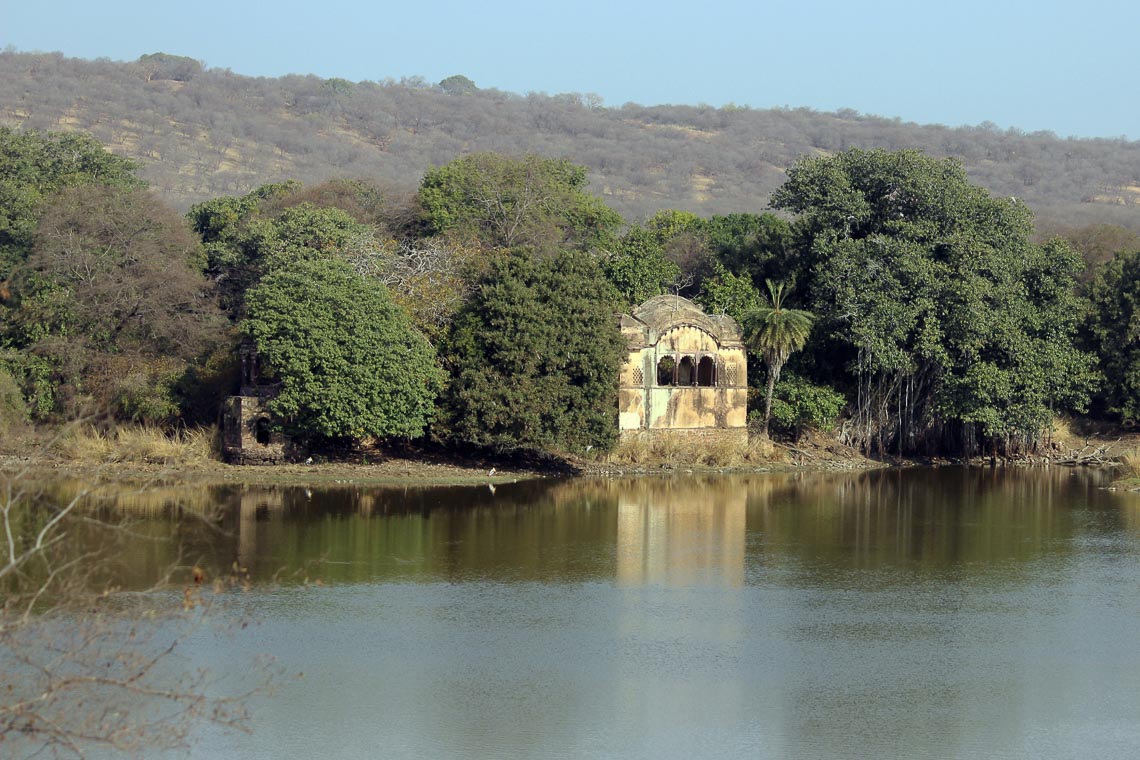 Viaggio Fotografico India Tigri Rathambore Nikon School Travel Workshop Wildlife Viaggi Fotografici 00016