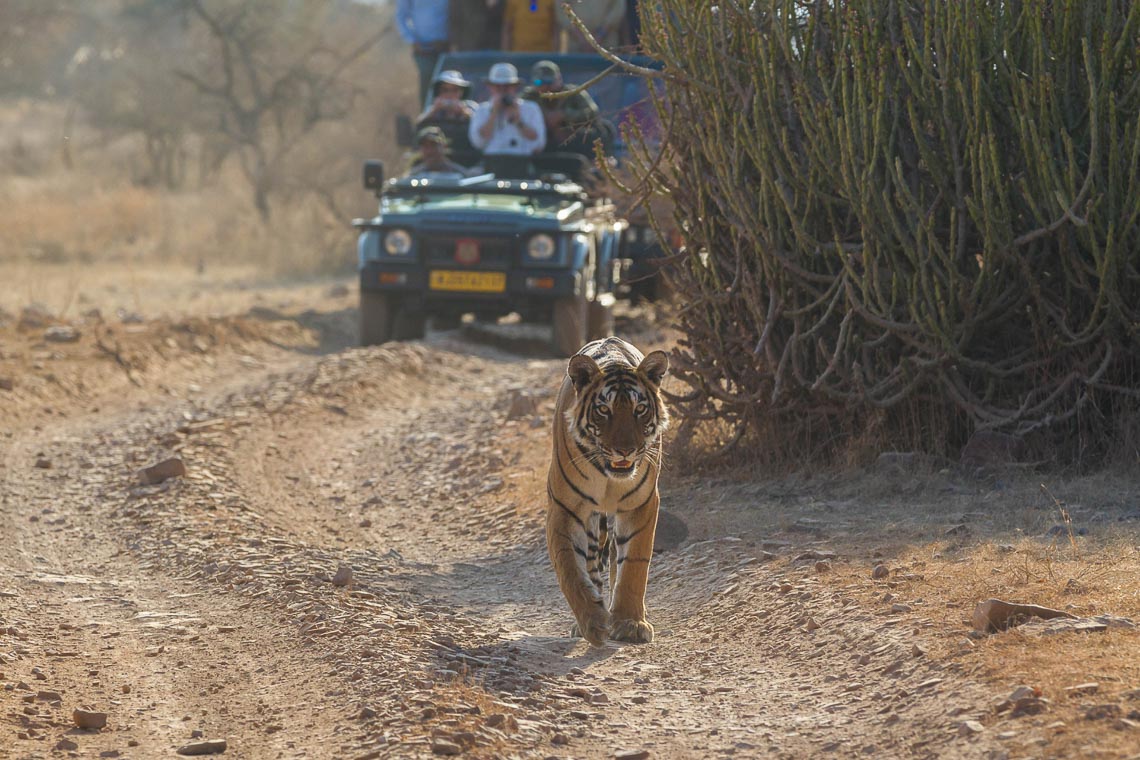 Viaggio Fotografico India Tigri Rathambore Nikon School Travel Workshop Wildlife Viaggi Fotografici 00018