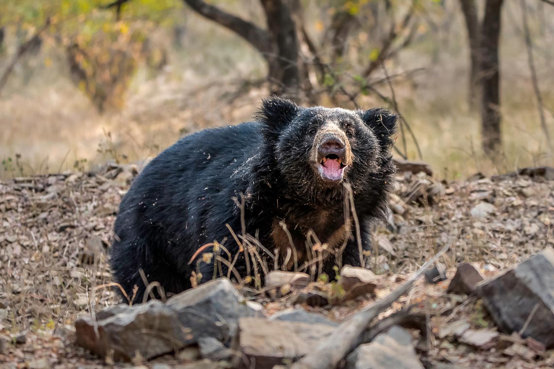 Viaggio Fotografico India Tigri Rathambore Nikon School Travel Workshop Wildlife Viaggi Fotografici 00031