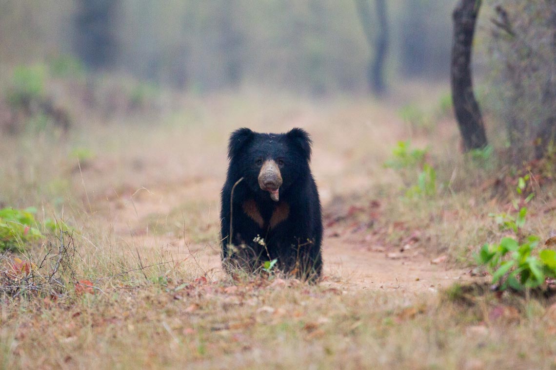 Viaggio Fotografico India Tigri Rathambore Nikon School Travel Workshop Wildlife Viaggi Fotografici 00032