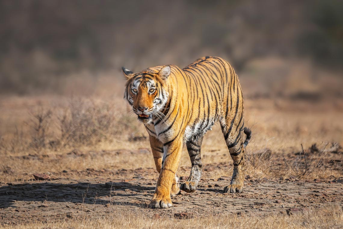 Viaggio Fotografico India Tigri Rathambore Nikon School Travel Workshop Wildlife Viaggi Fotografici 00036