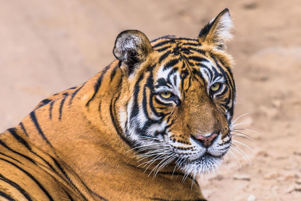 Viaggio Fotografico India Tigri Rathambore Nikon School Travel Workshop Wildlife Viaggi Fotografici 00037