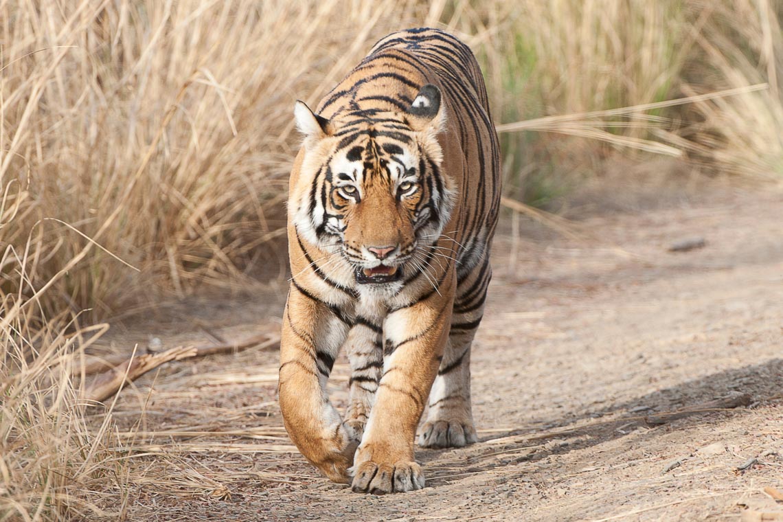 Viaggio Fotografico India Tigri Rathambore Nikon School Travel Workshop Wildlife Viaggi Fotografici 00038