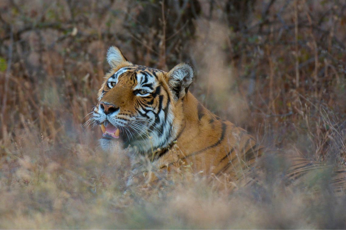 Viaggio Fotografico India Tigri Rathambore Nikon School Travel Workshop Wildlife Viaggi Fotografici 00039