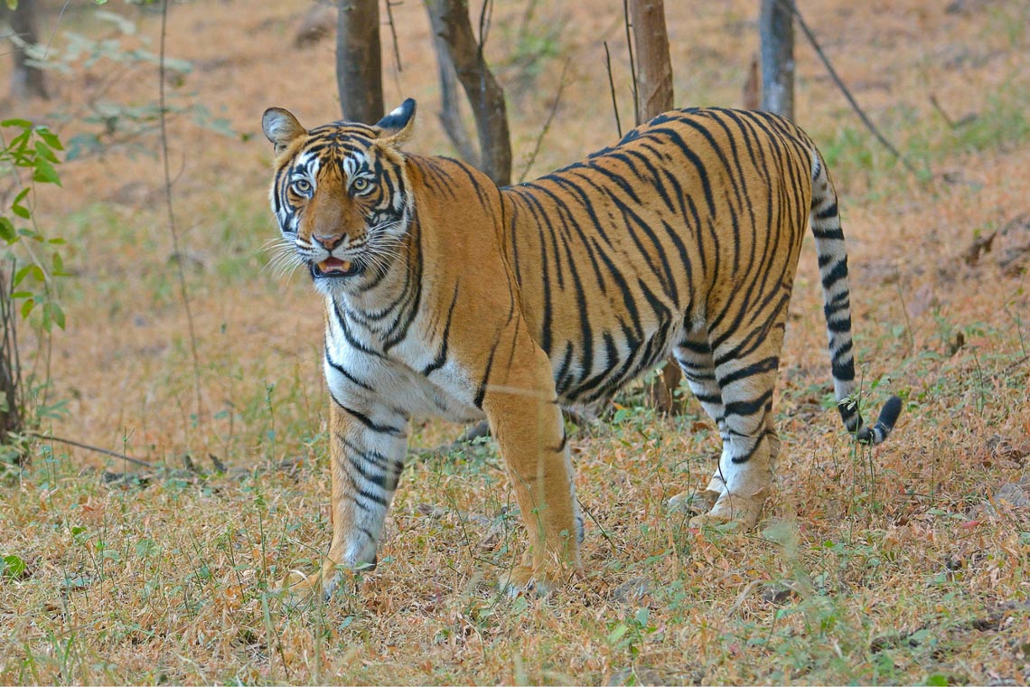 Viaggio Fotografico India Tigri Rathambore Nikon School Travel Workshop Wildlife Viaggi Fotografici 00040
