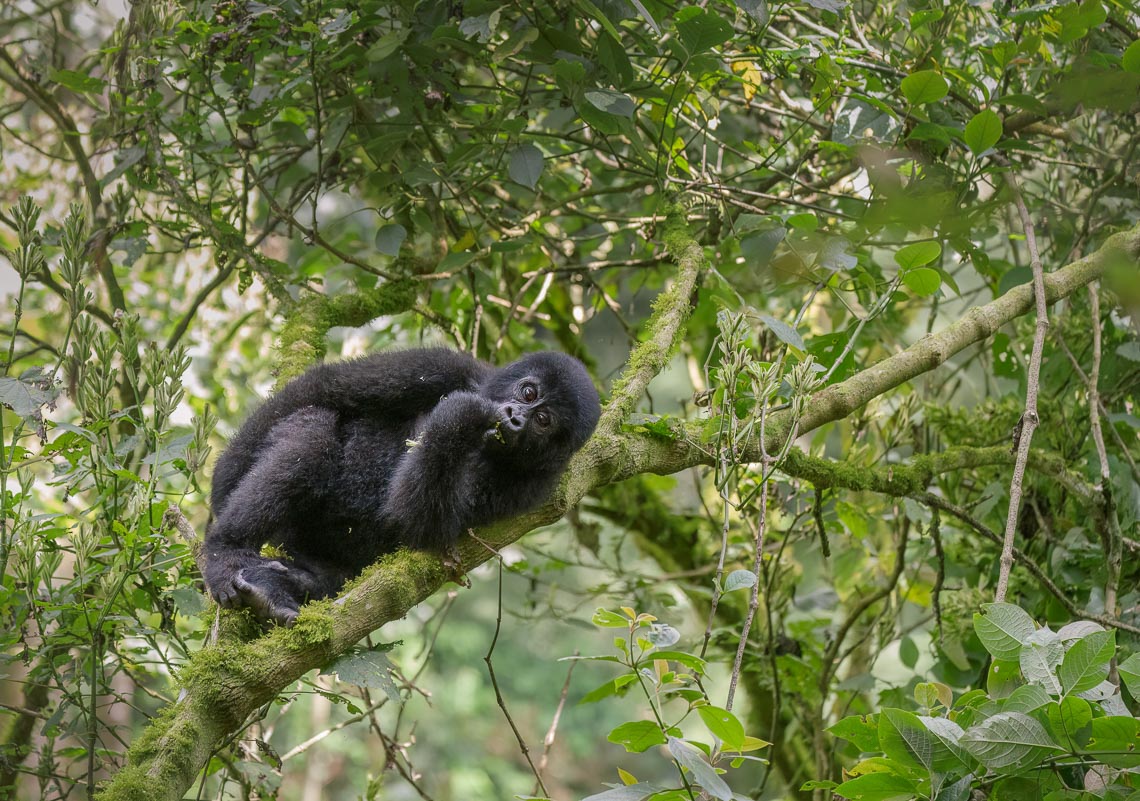 Uganda Gorilla Nikon School Viaggio Fotografico Workshop Viaggi Fotografici 00041