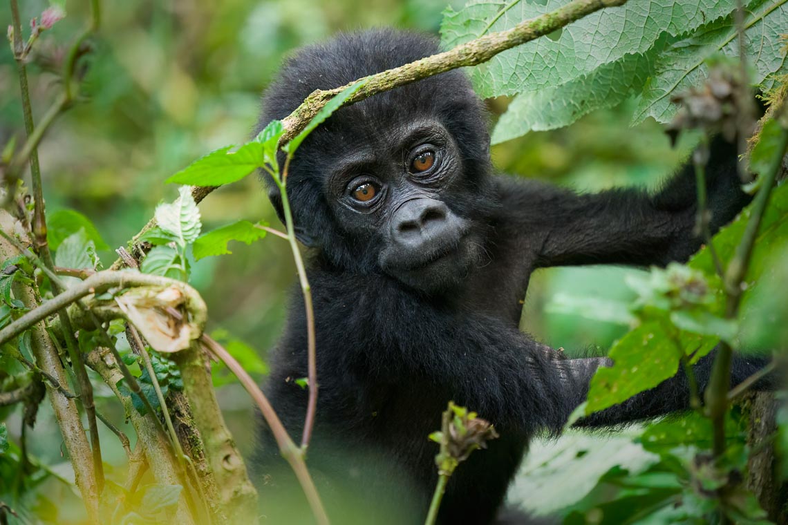 Uganda Gorilla Nikon School Viaggio Fotografico Workshop Viaggi Fotografici 00042