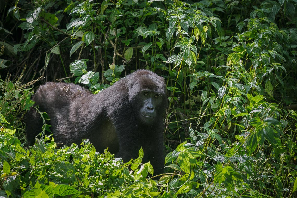 Uganda Gorilla Nikon School Viaggio Fotografico Workshop Viaggi Fotografici 00043