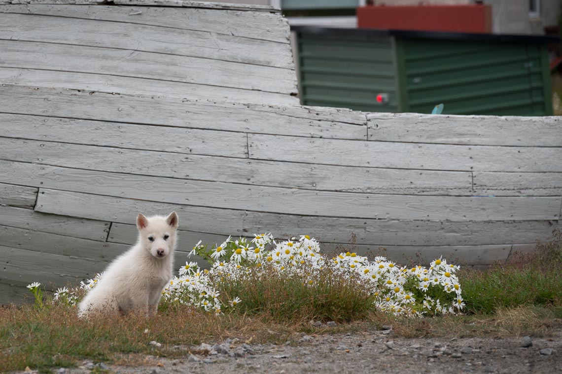 Groenlandia Viaggio Fotografico Nikon School Workshop Ilulissat Disko Iceberg Estate 00001