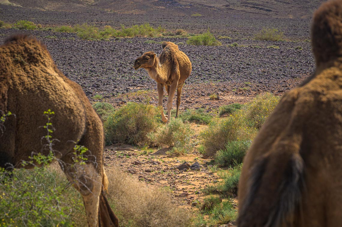 Marocco Nikon School Viaggio Fotografico Workshop Paesaggio Viaggi Fotografici Deserto Sahara Marrakech 00052