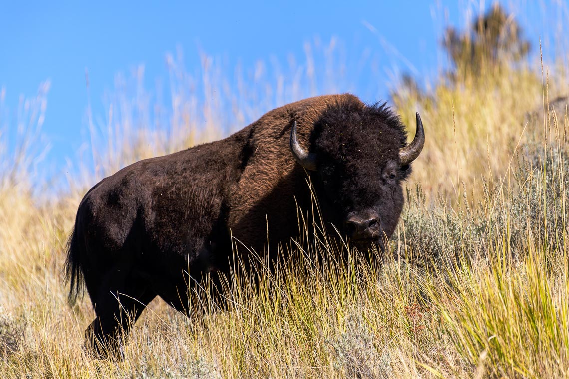 Yellowstone Grand Teton Stati Uniti Nikon School Viaggio Fotografico Workshop 00028