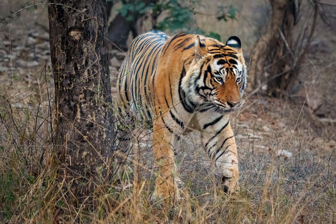Viaggio Fotografico India Tigri Tigre Nikon School Ranthambore Workshop Wildlife Viaggi Fotografici 00002