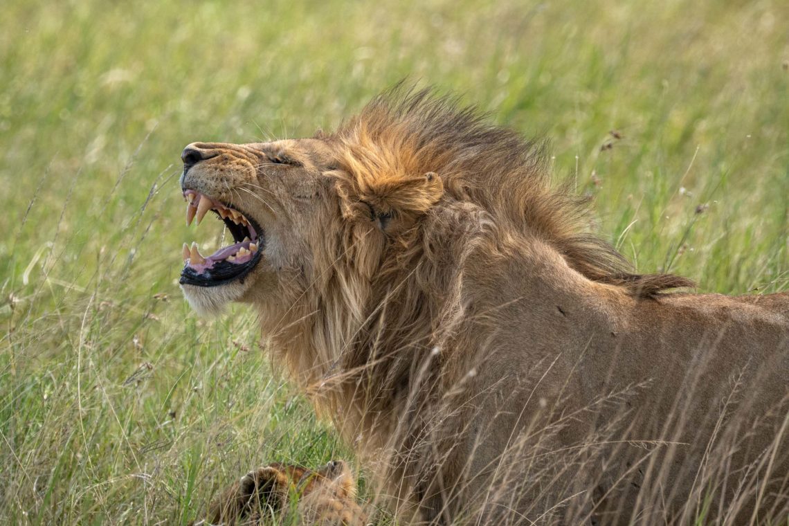 Sudafrica Viaggio Fotografico Kruger Workshop Nikon School Manyeleti Cape Town Garden Route Panorama Route 00001