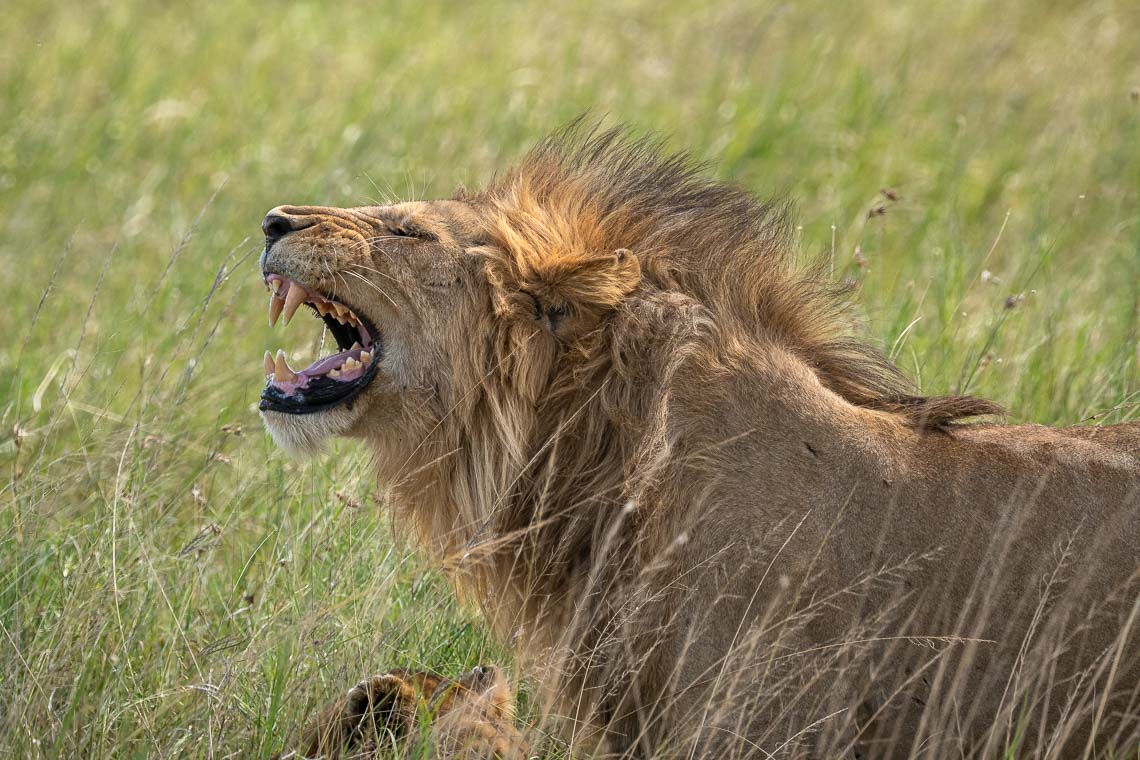 Sudafrica Viaggio Fotografico Kruger Workshop Nikon School Manyeleti Cape Town Garden Route Panorama Route 00001