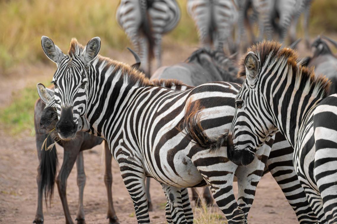 Sudafrica Viaggio Fotografico Kruger Workshop Nikon School Manyeleti Cape Town Garden Route Panorama Route 00002