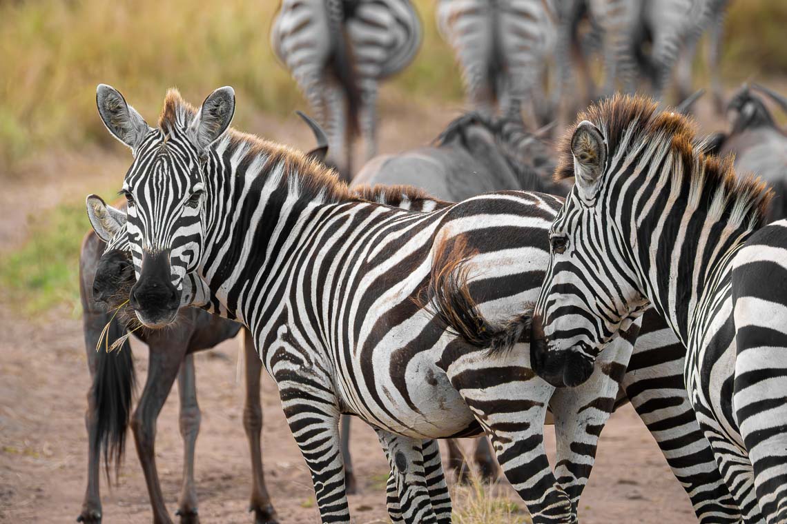 Sudafrica Viaggio Fotografico Kruger Workshop Nikon School Manyeleti Cape Town Garden Route Panorama Route 00002