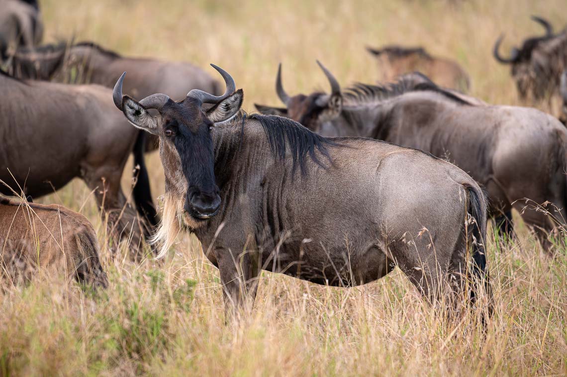 Sudafrica Viaggio Fotografico Kruger Workshop Nikon School Manyeleti Cape Town Garden Route Panorama Route 00003