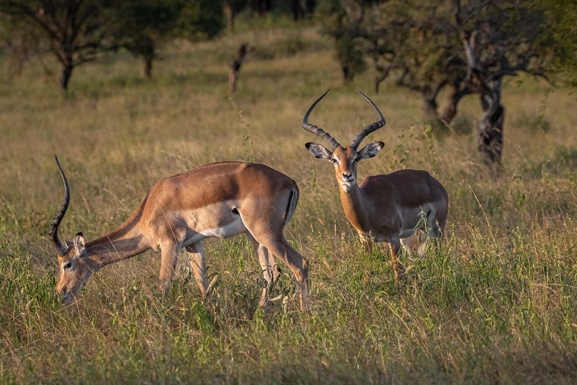 Sudafrica Viaggio Fotografico Kruger Workshop Nikon School Manyeleti Cape Town Garden Route Panorama Route 00006
