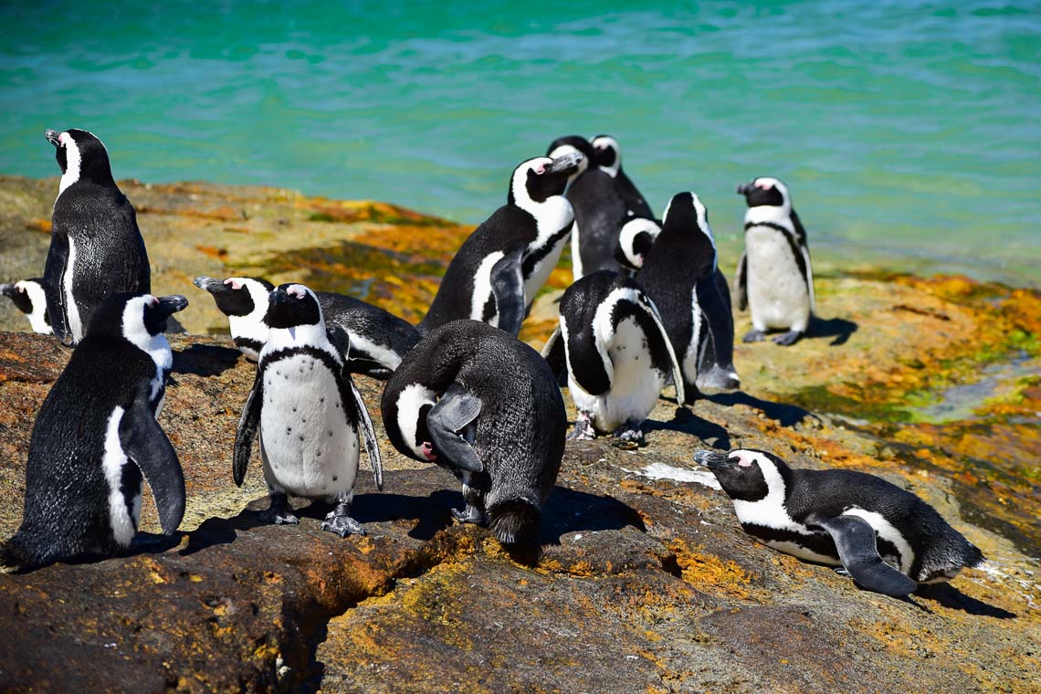 Sudafrica Viaggio Fotografico Kruger Workshop Nikon School Manyeleti Cape Town Garden Route Panorama Route 00019
