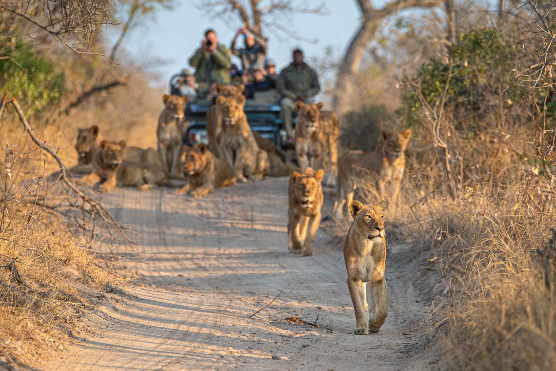 Sudafrica Viaggio Fotografico Kruger Workshop Nikon School Manyeleti Cape Town Garden Route Panorama Route 00027