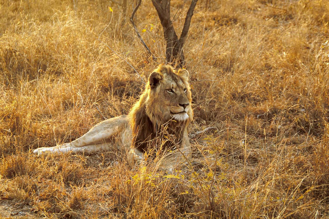 Sudafrica Viaggio Fotografico Kruger Workshop Nikon School Manyeleti Cape Town Garden Route Panorama Route 00029