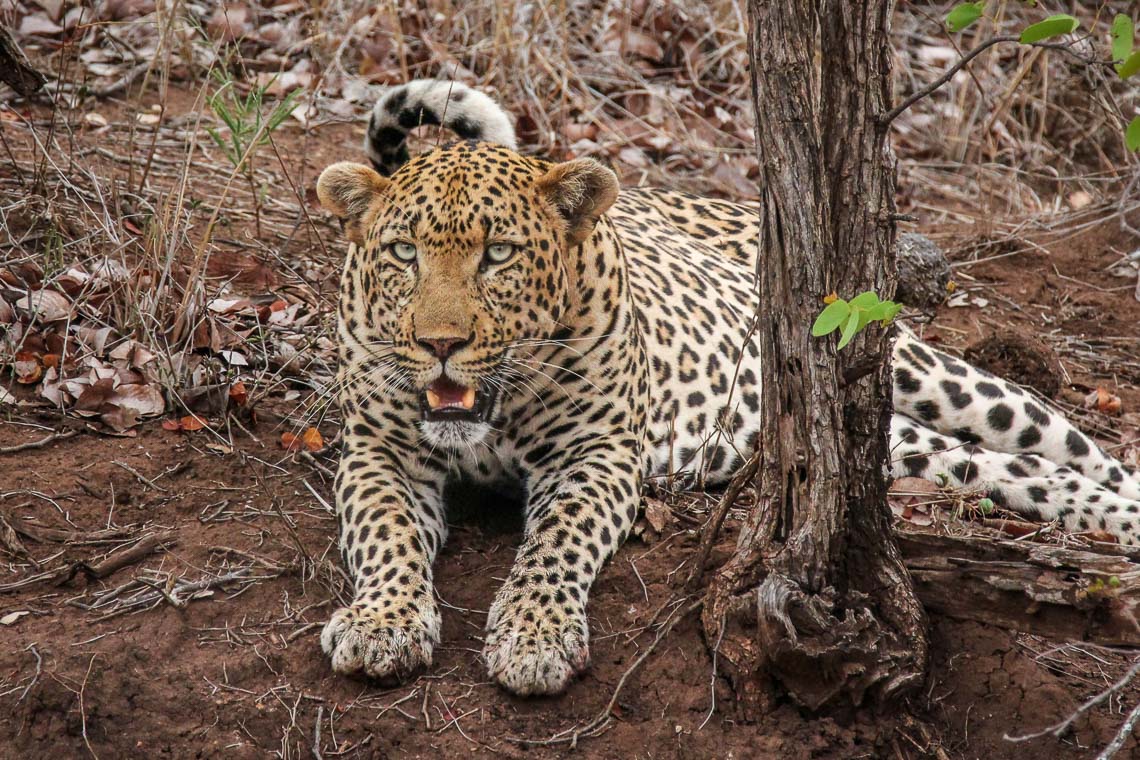 Sudafrica Viaggio Fotografico Kruger Workshop Nikon School Manyeleti Cape Town Garden Route Panorama Route 00030
