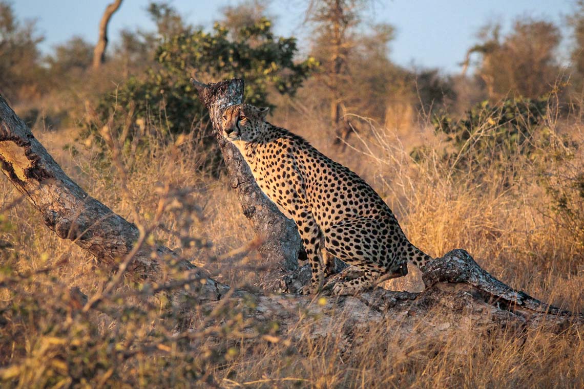 Sudafrica Viaggio Fotografico Kruger Workshop Nikon School Manyeleti Cape Town Garden Route Panorama Route 00036