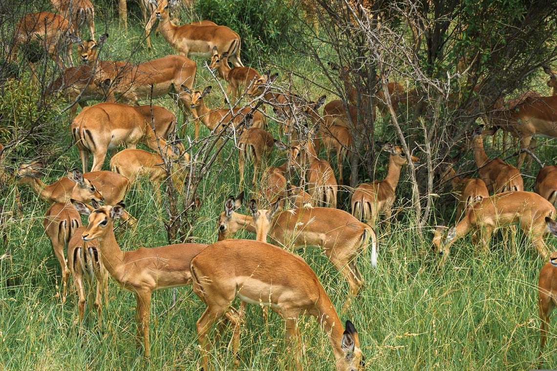 Sudafrica Viaggio Fotografico Kruger Workshop Nikon School Manyeleti Cape Town Garden Route Panorama Route 00039