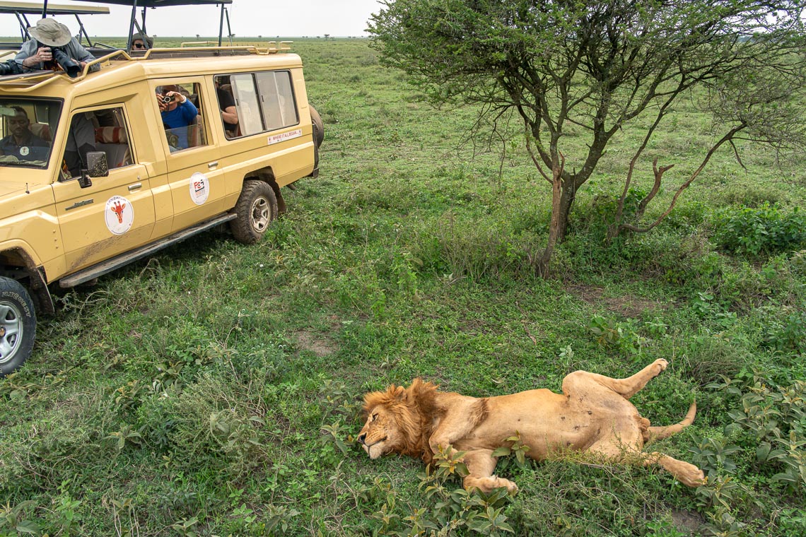 Viaggio Fotografico Tanzania Safari Nikon School Travel Viaggi Fotografici Sarengeti Ngorongoro Workshop Wildlife 00040