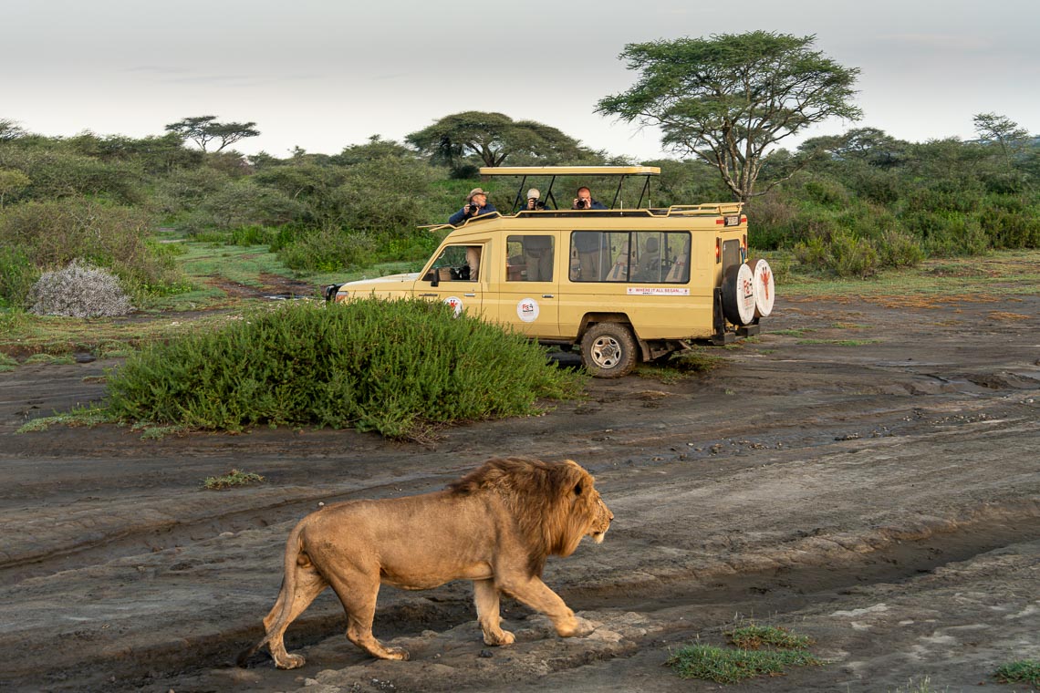Viaggio Fotografico Tanzania Safari Nikon School Travel Viaggi Fotografici Sarengeti Ngorongoro Workshop Wildlife 00043