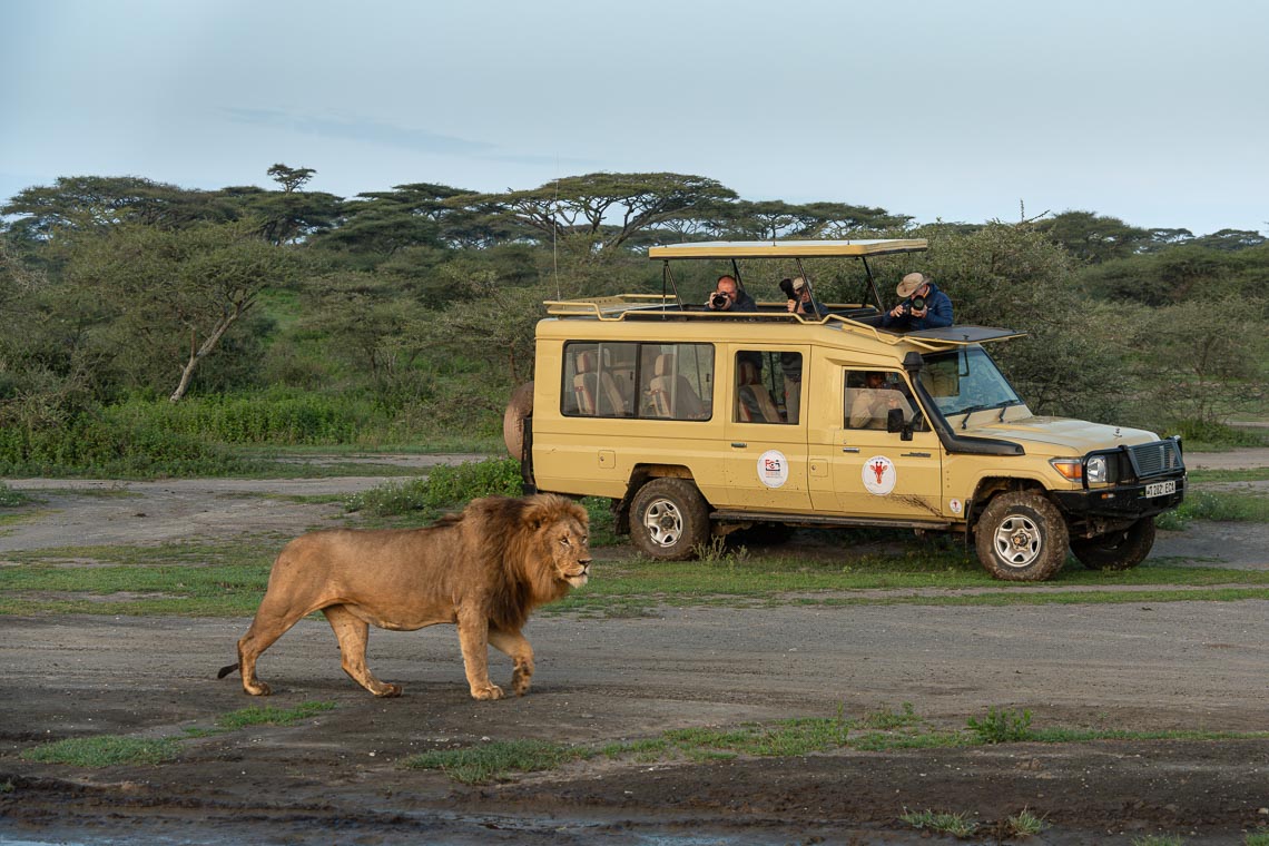 Viaggio Fotografico Tanzania Safari Nikon School Travel Viaggi Fotografici Sarengeti Ngorongoro Workshop Wildlife 00044
