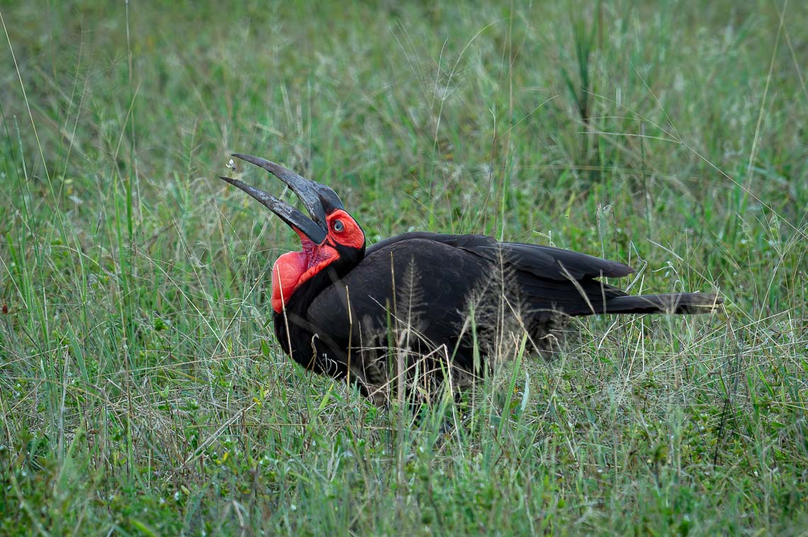 Viaggio Fotografico Tanzania Safari Nikon School Travel Viaggi Fotografici Sarengeti Ngorongoro Workshop Wildlife 00025