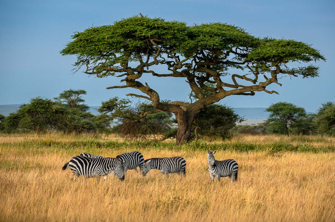 Viaggio Fotografico Tanzania Safari Nikon School Travel Viaggi Fotografici Sarengeti Ngorongoro Workshop Wildlife 00027