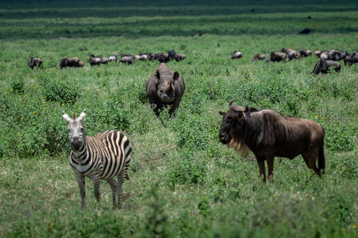 Viaggio Fotografico Tanzania Safari Nikon School Travel Viaggi Fotografici Sarengeti Ngorongoro Workshop Wildlife 00037