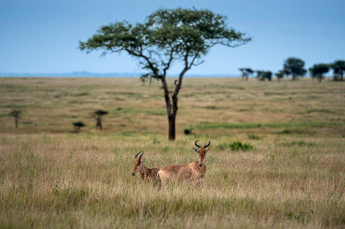 Viaggio Fotografico Tanzania Safari Nikon School Travel Viaggi Fotografici Sarengeti Ngorongoro Workshop Wildlife 00042